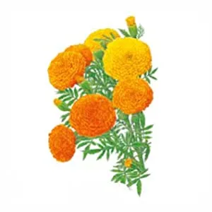 Marigold Mango Lip Contour Balm 8g - product information 3