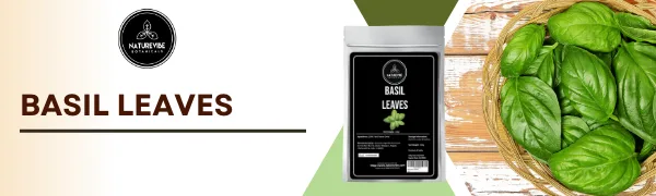 Naturevibe Botanicals Organic Basil Leaves (100gm)..Packaging may vary - Basil Leaves