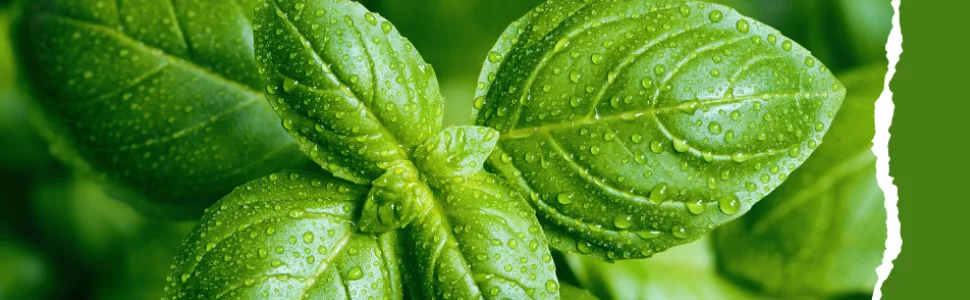Naturevibe Botanicals Organic Basil Leaves (100gm)..Packaging may vary - basil leaves