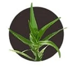 Biotique Bio Aloe Vera Face & Body Sun Cream 55 g - product information 2