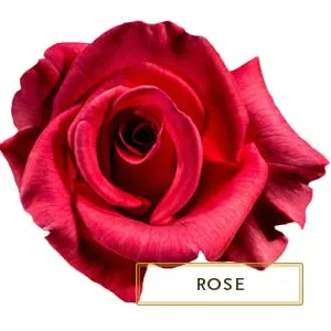 Kama Ayurveda Pure Rose Water Face and Body Mist 200ml - product information 2