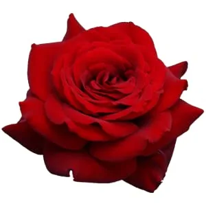 Forest Essentials Pure Rosewater 50ml - product information 2