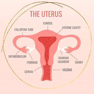 Moisturizing Supplement for Feminine Dryness - Provides Relief for Dry Feminine Area Burning & Itching - Pregnancy & Menopause - The Uterus