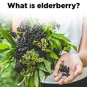 Nature Made Elderberry 400 mg Extract with Vitamin C and Zinc, Dietary Supplement for Immune Support, 60 Capsules, 60 Day Supply - Photograph stating what Elderberry is