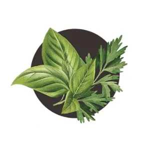 Biotique Bio Basil & Parsley Revitalizing Body Soap With Pure Fruit & Vegetable Extracts 150 Gm - Basil Soap
