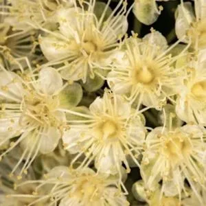 Lavido - Natural Thera Intensive Clarifying Spot Treatment | Balance Clarify + Soothe Breakout-Prone Skin (1.01 oz | 30 mL) - ingredients