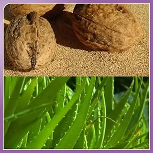 Walnut And Apricot Face Scrub for cleansed and rejuvenated skin 2.65 Oz / 75 gm - Scrub
