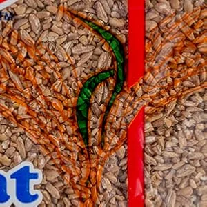 Nap Boule Ble Bulgur Wheat, 3.5 Pound - bulgur