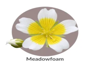 LaCura Advanced C Serum - Meadowfoam