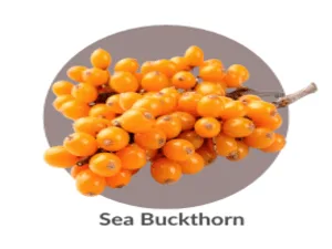 LaCura Advanced C Serum - Sea buckthorn