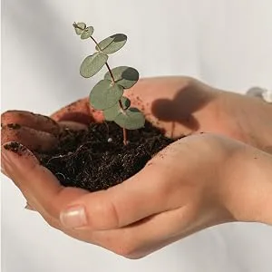 Miracle Berry Hydrating Eye Mask - hands holding a plant with dirty at golden hour