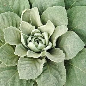 Mullein Leaf Capsules 1500mg | 200 Count | Verbascum Thapsus | Non-GMO, Gluten Free Supplement | by Carlyle - leaf