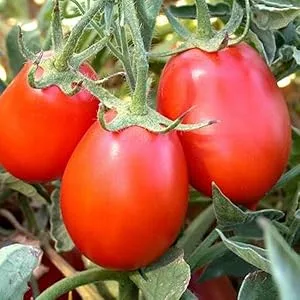 Muir Glen Organic Whole Peeled Plum Tomatoes, 28 oz - product information 4