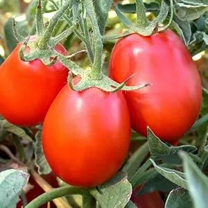 Muir Glen Canned Tomatoes, Organic Crushed Tomatoes with Basil, No Sugar Added, 28 oz - product information 4