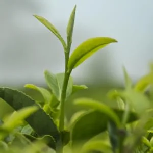 Mighty Leaf Organic African Nectar Tea, 1 Pound - mighty leaf tea