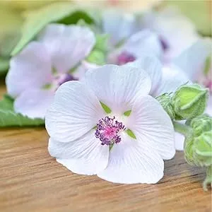Marshmallow Root Capsules | 2000mg | 120 Count | Non-GMO & Gluten Free | Traditional Herb Extract | by Horbaach - flower