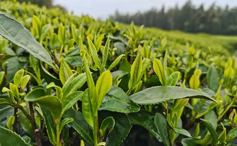 LWXLJMJZC-Silver Needle White Tea(40cups) | Chinese Silver Tips Tea | Yunnan Yin Zhen -2.8oz/80g - silver needle white tea 80g