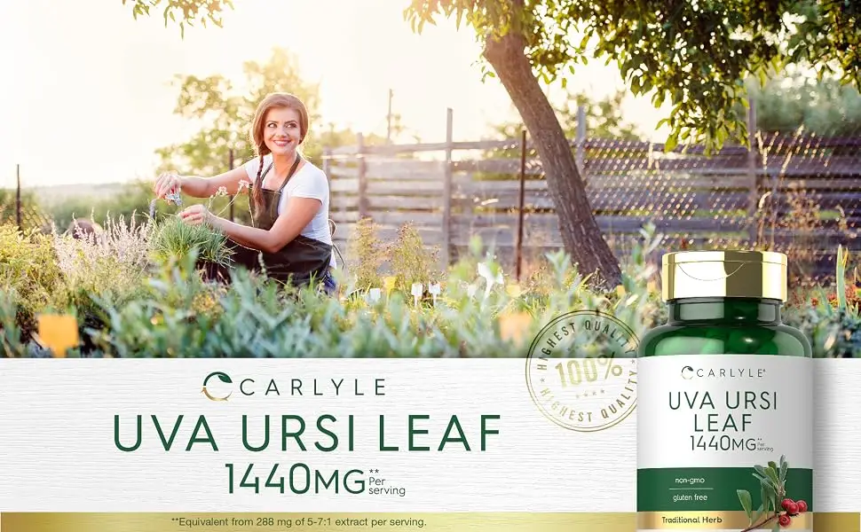Carlyle Uva Ursi Capsules | 1440mg | 150 Count | Herbal Leaf Extract | Non-GMO | Gluten Free Supplement - Uva Ursi