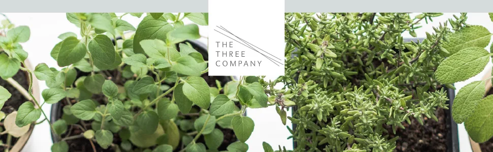 Live Aromatic and Edible Herb - Rosemary (4 Per Pack), Naturally Improves Breathing and Air Quality, 8" Tall by 3" Wide - Herbs