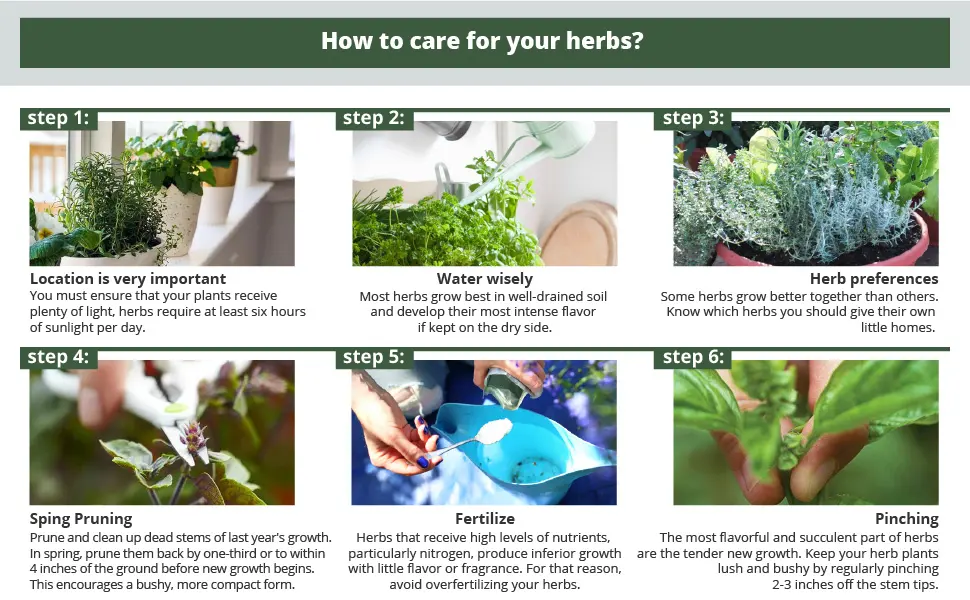 Live Aromatic and Edible Herb - Rosemary (4 Per Pack), Naturally Improves Breathing and Air Quality, 8" Tall by 3" Wide - Herbs