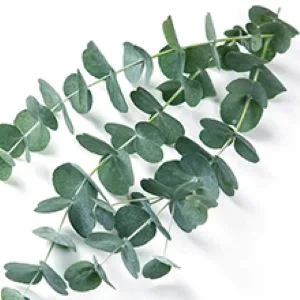 Little Green Kids Lice Guard Shampoo - EUCALYPTUS