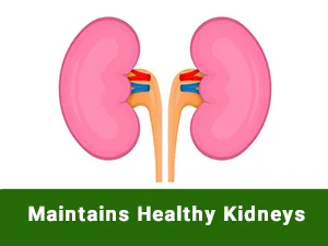 Planet Ayurveda Rencure Formula 2 Bottles 60 Capsules Each - Maintain Healthy Kidney