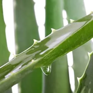Tisserand Aromatherapy Tea Tree & Aloe Purifying Hand Wash - aloe vera plant