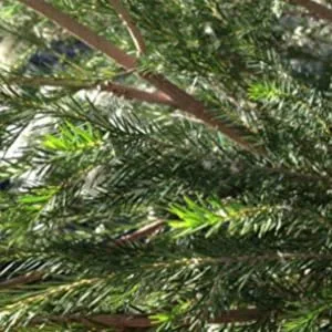 Tisserand Aromatherapy Tea Tree & Aloe Purifying Hand Wash - tea tree plant