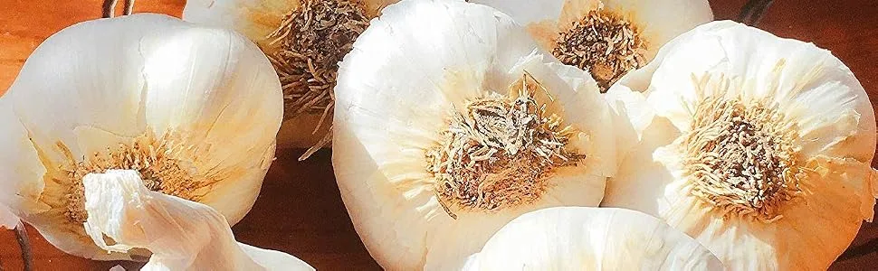 Kejora Fresh Garlic Bulbs - Qty : 5 Bulbs - Kejora Fresh Garlic