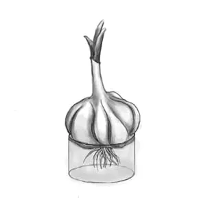 Kejora Fresh Garlic Bulbs - Qty : 5 Bulbs - step 2