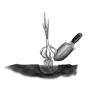 Kejora Fresh Garlic Bulbs - Qty : 5 Bulbs - Step 3
