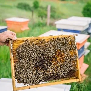 Lip Balm Propolis Manuka Honey - Beegut raw materials beekeeping