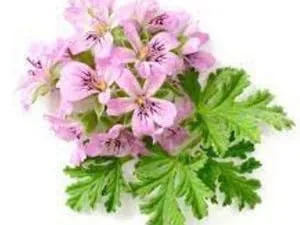 Fine Line Apothecary - Active Botanical Face Oil - 100% Natural Pure Oils. Anti-Ageing Regenerating Hydrating. Brightens Softens. 100ml - Geranium