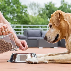 LIDOUKNail Clippers and Trimmers - with Safety Guard to Avoid Over Cutting Free Nail File Razor Sharp Blade - for Large and Small Animals. - product information 5
