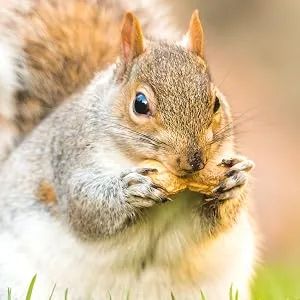 5 Litre Refill Bag Squirrel Mixture Premium Wild Life Food Garden Seed Feed (Weight 3kg/approx. 5L) - squirrel nut