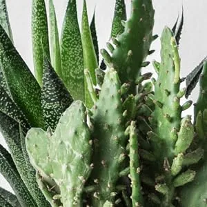 VASANTI Tone Up! Brightening Pore Minimizing Toner - cactus extract, aloe, and miniporyl