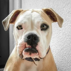 No Flap Ear Wrap The Original (Large Red) - American Bulldog