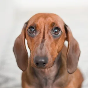 No Flap Ear Wrap The Original (Large Red) - dachshund long ears