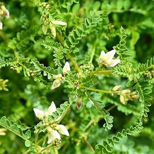 Inner-Ear Balance 180 Capsules 180 Count (Pack of 1) - Astragalus Flower