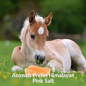 Himalayan Nature Licking Salt for Horse - 2 Pack, Pink Pack of 2 - salt lick