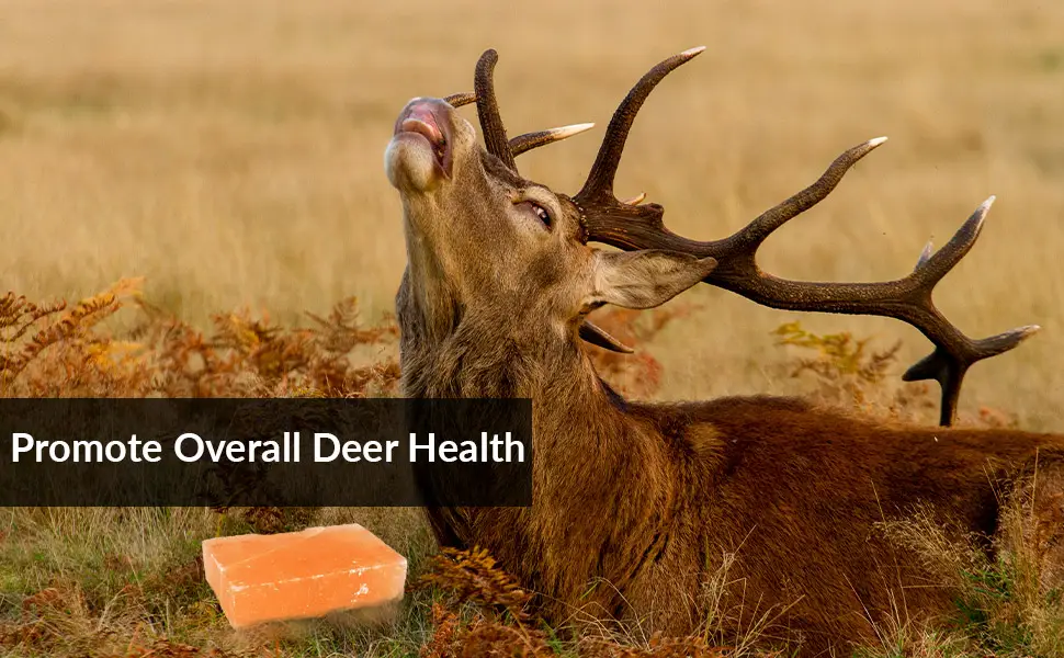 Himalayan Nature Licking Salt for Deer Pack of 2 - Himalayan pink salt
