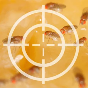 Green Gobbler Fruit Fly Goodbye Gel Drain Treatment | Drain Fly Killer | Fruit Fly Killer | Drain Flies Treatment | Fruit Flies Treatment | Drain Fly & Fruit Fly Eliminator (1 Gallon) - fruit fly, infestation, drain fly, sewer fly, fly problem, repellent, flies