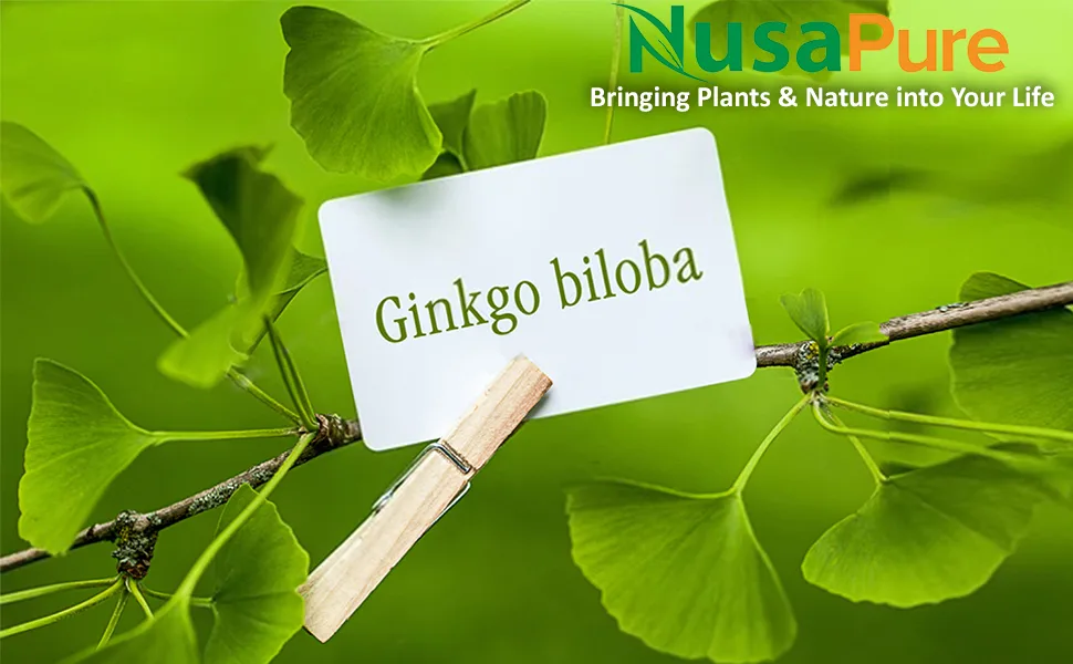 NusaPure Ginkgo Biloba Extract 12,500mg Per Veggie Caps 200 Capsules (Vegetarian,Non-GMO, Gluten Free & Extract 50:1). Bioperine - product information 1