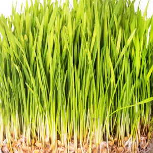 Garden Greens Wheat Grass Liquid with Real Ginger Extract, Nature's Perfect Superfood, 32 servings - wheat grass powder organic wheatgrass powder barley grass powder chlorophyll powder amazing greens
