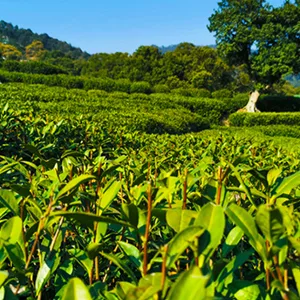 FullChea - Gaoshan Oolong - Formosa Oolong Tea Loose Leaf - Taiwan High Mountain Tea - Health Tea 5.29oz / 150g - Taiwan Oolong