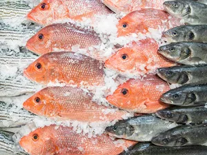 Fresh Sea Scallops - Fish counter