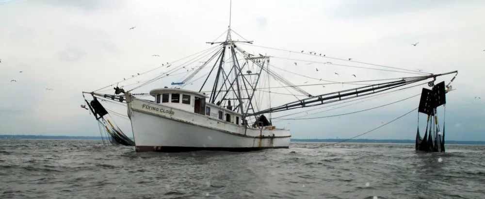 Fresh Sea Scallops - WFM fishing seaboat
