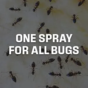Exterminators Choice All N One Bug Defense | 1 Gallon | Non-Toxic Insect Repellent | Quick and Easy Pest Control to Keep Bugs Away 1 Gallon (128 Ounce) - all in one bug spray insects kitchen bath