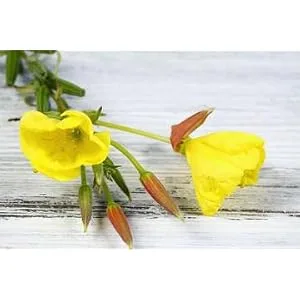 Evening Primrose Oil - Softgels - 120 ct - 2 Pack - product information 10