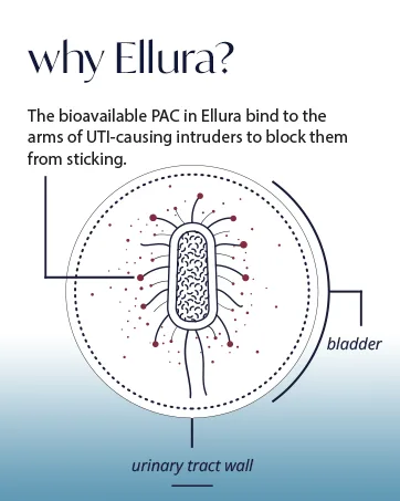 Ellura 36 mg PAC (90 caps)  Highly Effective Urinary Tract Supplement 90 Count (Pack of 1) - Why ellura image